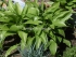 Хоста ( Hosta) остролистная
